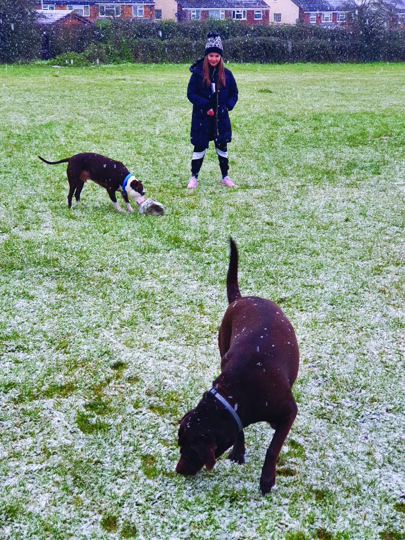 Lily walking her dogs